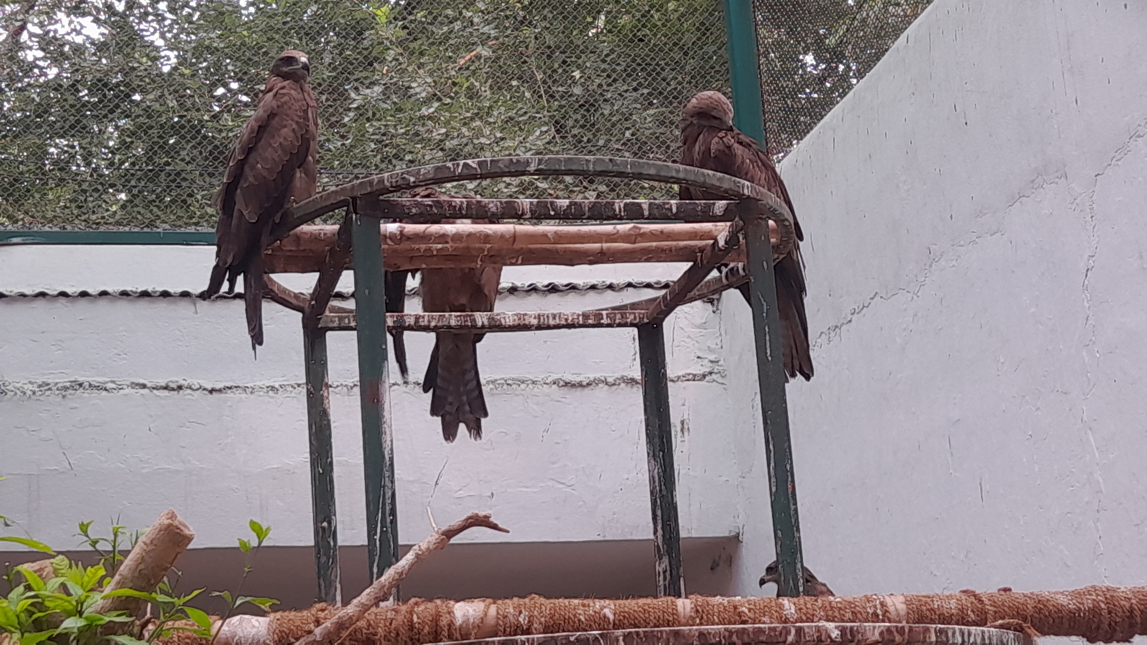 Special arrangements made in Patna Zoo