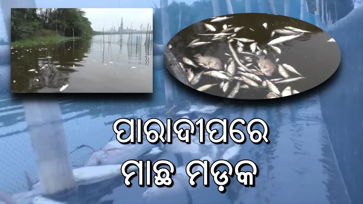 ପାଣି ଉପରେ ଭାସୁଛି ଟନ୍ ଟନ୍ ମାଛ