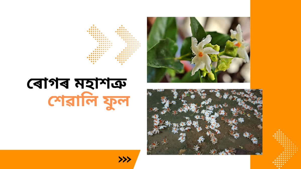 Xewali Flower Leaves Benefits of Night-blooming jasmine Leaves