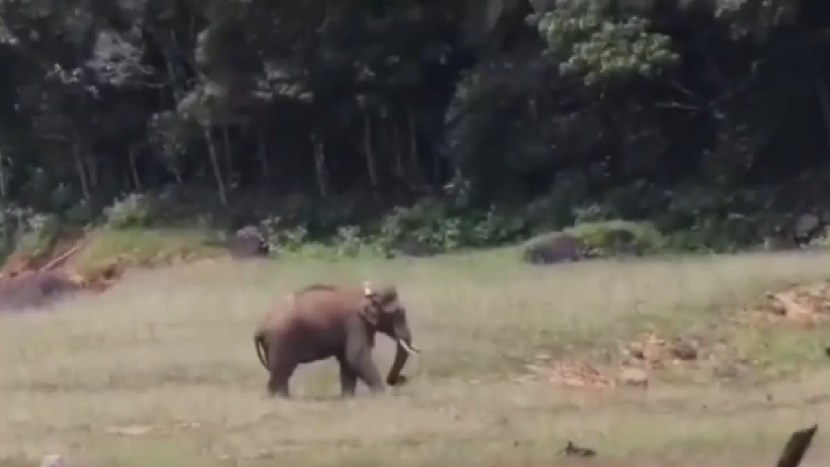 arisi komban elephant