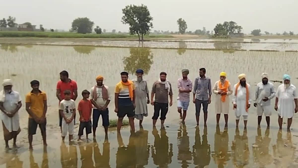 7 acres of paddy was destroyed due to the breaking of the bank of the pond in tarn taran
