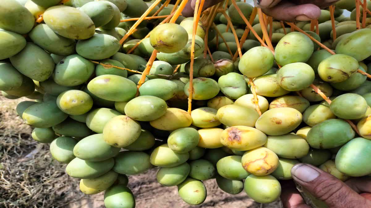 Banaskantha Rain : બનાસકાંઠામાં વરસાદના કારણે ઇઝરાયેલી ખારેકના પાકમાં નુકસાનીના દ્રશ્યો