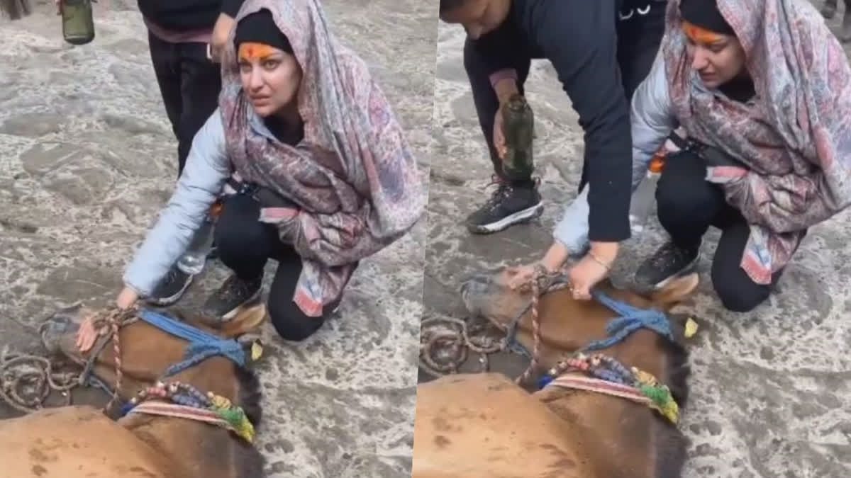 Himanshi Khurana breaks down as she spots unconscious horse during Kedarnath trek