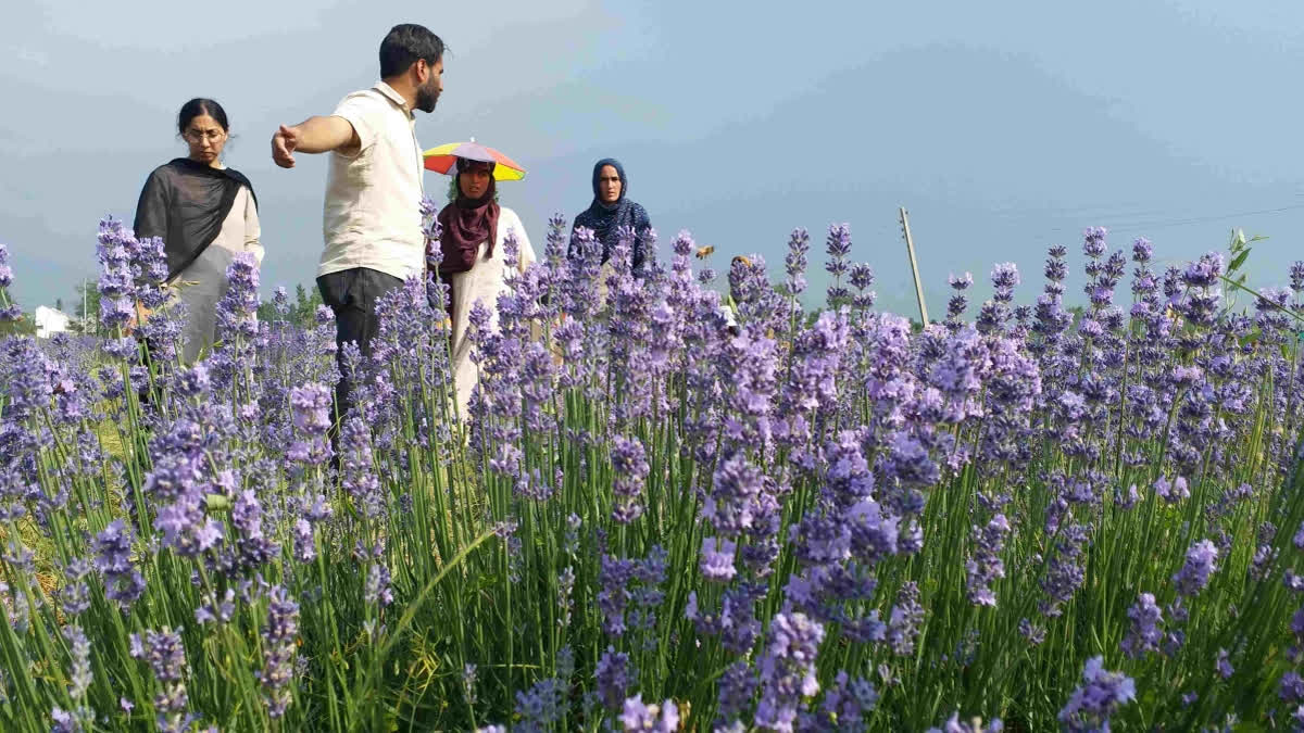 Lavender cultivation increases during two years in Pulwama