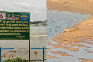 முதலைக் கடித்ததில் மீனவர் படுகாயம்