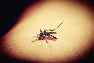 Mosquito Bites Home Remedies News