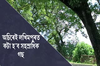 Many trees will be cut down in Lakhimpur