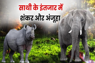 animals of Delhi Zoo are waiting for partner