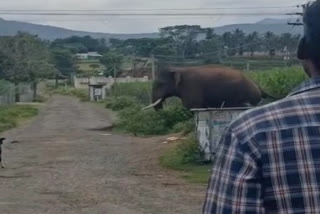 Tamil Nadu: Wild elephant runs amok in search of food; destroy banana, sugarcane crops