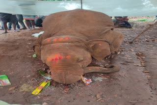 elephant-died-due-to-electrocution-in-ranchi