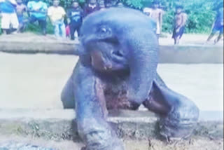 The baby elephant stuck in water tank in Assam
