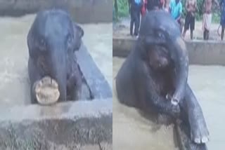 വാട്ടർ ടാങ്കിൽ വീണ് കാട്ടാനക്കുട്ടി  Wild elephant calf trapped in a water tank  Mariani Assam  Wild elephant calf trapped in a water tank Assam  കീടനാശിനി കമ്പനിയുടെ വാട്ടർ ടാങ്കിൽ ആനക്കുട്ടി  കാട്ടാനക്കുട്ടി വാട്ടര്‍ ടാങ്കില്‍ അകപ്പെട്ടു