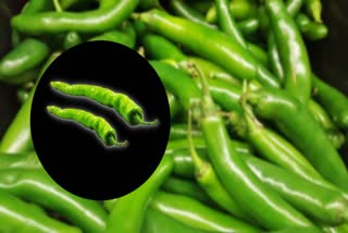 Green Chillies For Health News
