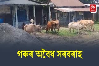 Illegal Cattle recovered at Kaliabor