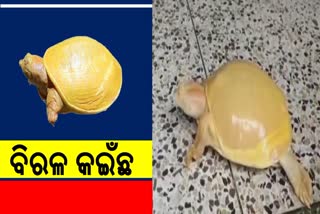 yellow turtle rescued in jajpur