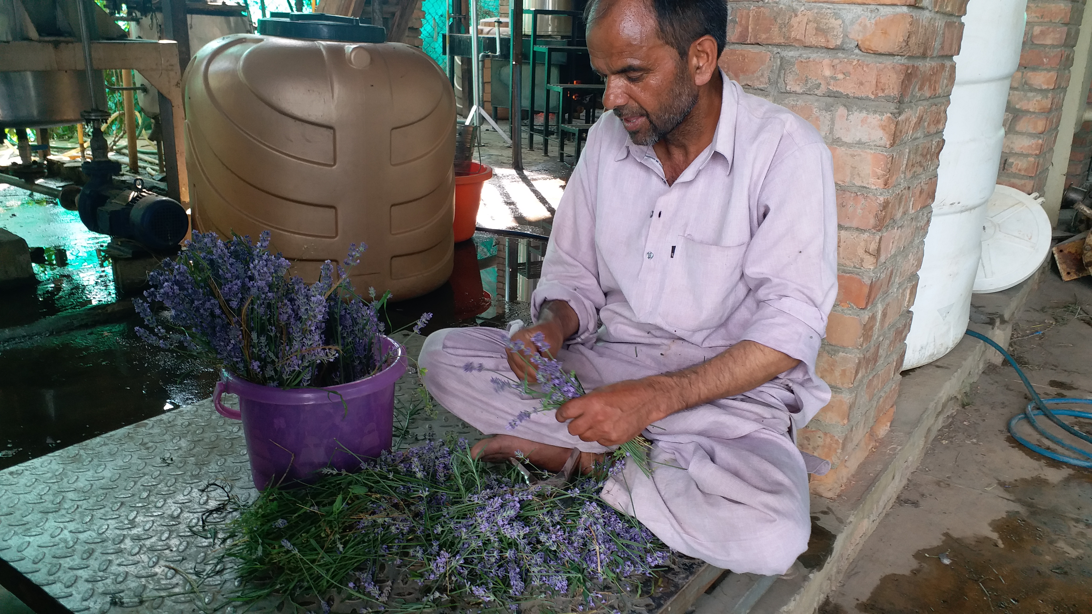 lavender herb effective for skin and beauty benefits