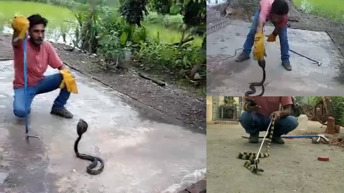 Snakes are seen around houses during monsoon