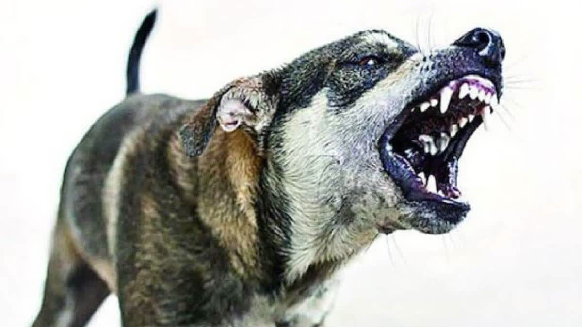 Father, Son Bitten By Pet Dog Die Of Rabies In Andhra Pradesh's Visakhapatnam