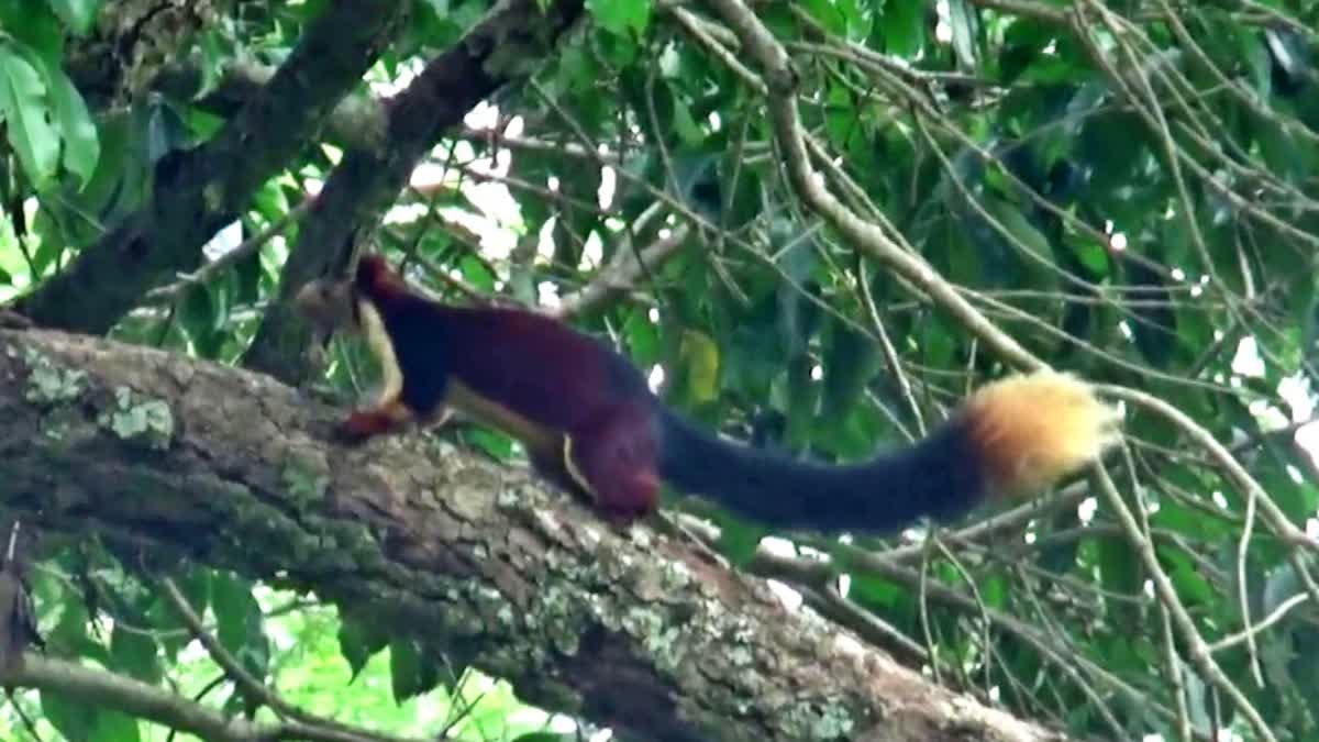 பறக்கும் மர அணில்கள்