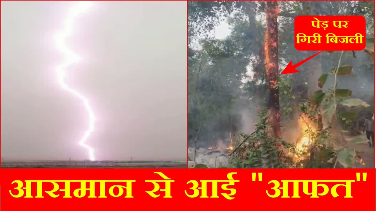 Lightning fell with a loud bang in the nursery of Hisar in Haryana trees caught fire Video surfaced