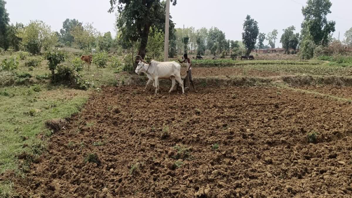 is-palamu-on-the-verge-of-drought