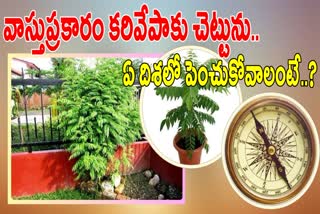 Where To Plant Curry Leaves Tree as Per Vastu