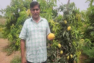 Gujarat Farmer Haresh Thakkar Grows 'Sonpari' Mango Through Crossbreeding