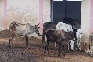 SHAHDOL GAUSHALA COWS DEATH