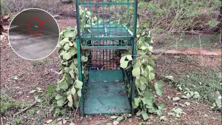 Arrangements To Capture The Leopard