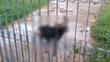 തെരുവ് നായയെ രക്ഷിച്ച് ഫയർ ഫോഴ്‌സ്  DOG STUCK IN THE GATE IN ADOOR  ഫയർ ഫോഴ്‌സ്  STREET DOG