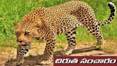 Leopard Migration in Forest Area of ​​Eluru District