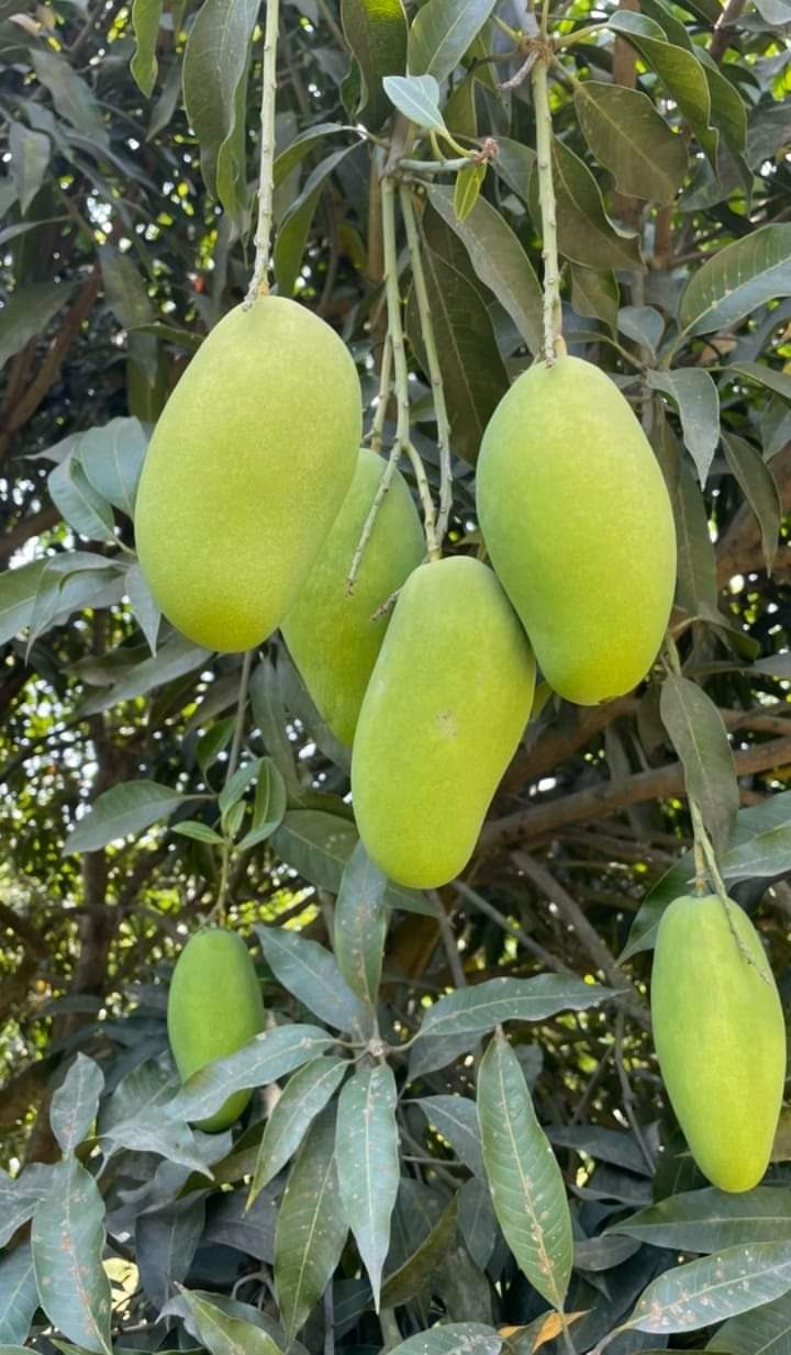 Mango Guava Lemon gardening