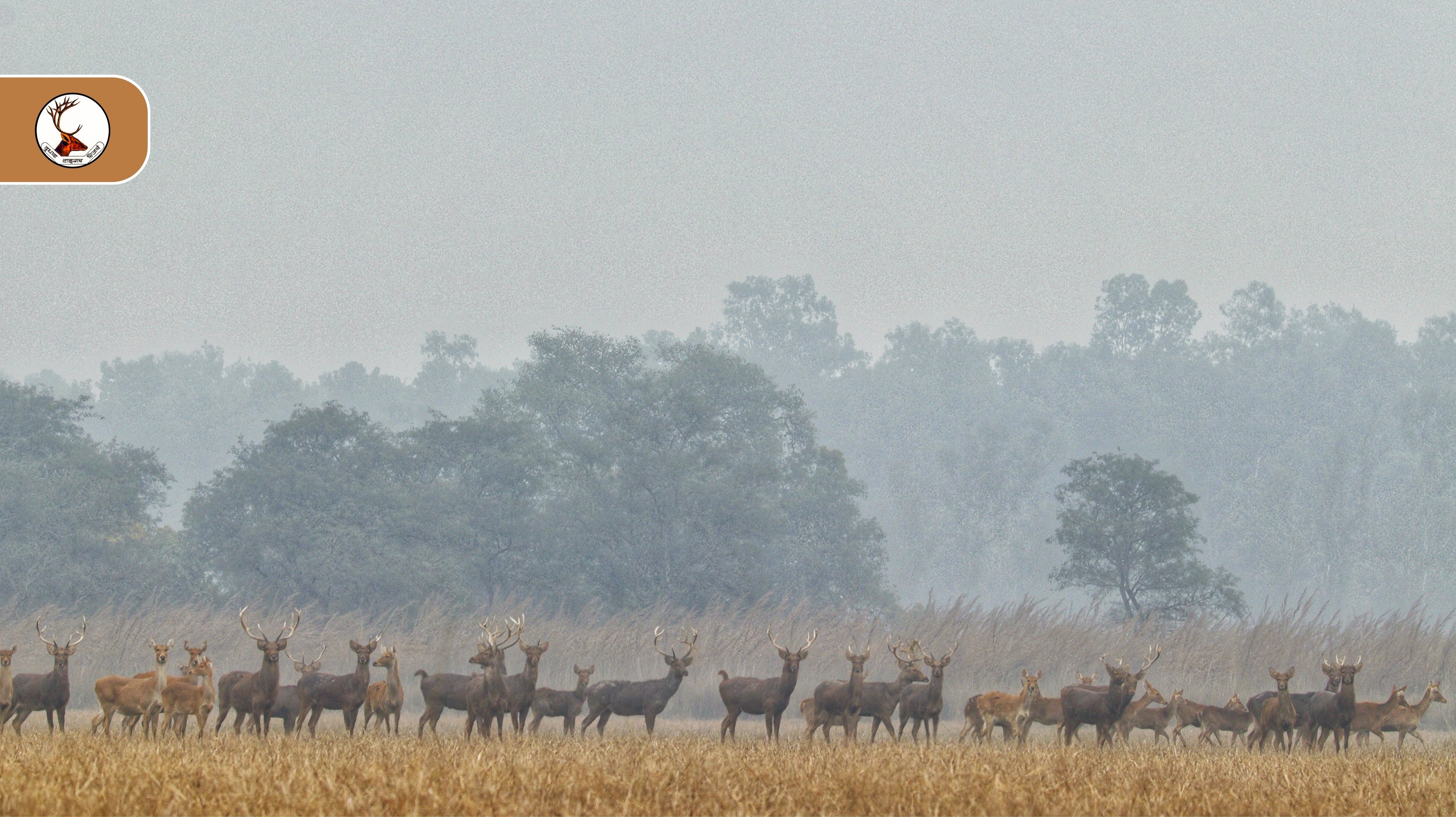 किधनपुर सेन्चुरी में बारहसिंघों का झुंड