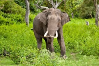 NERYAMANGALAM WILD ELEPHANT  KERALA LATEST NEWS  നേര്യമംഗലം കാട്ടാന ശല്യം  ഇടുക്കി കമ്പിനിയില്‍ കാട്ടാന ഇറങ്ങി
