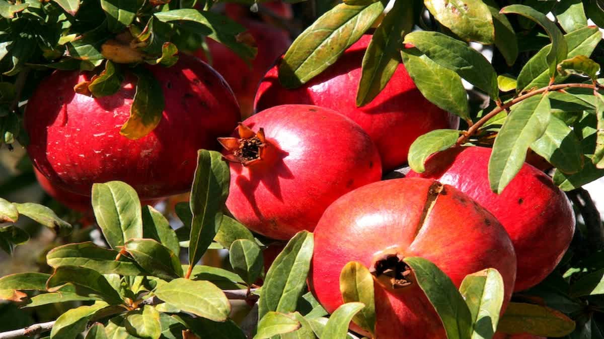 Pomegranate Fruit Benefits