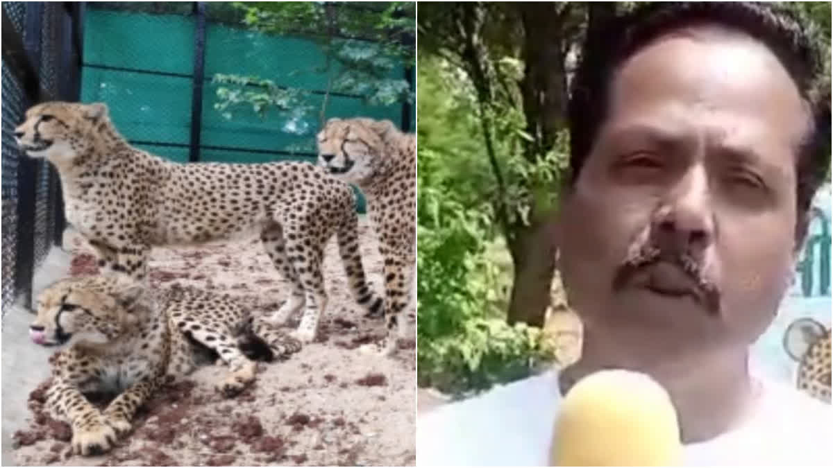 Cheetah  Kuno National Park  cheetahs  cheetahs death  cheetahs dying due to hunger  cheetahs death former driver claims  ചീറ്റകൾ  ചീറ്റകൾ ചത്തൊടുങ്ങുന്ന  ചീറ്റകൾ ചത്തു  ചീറ്റകളുടെ മരണ കാരണം  കുനോ നാഷണൽ പാർക്ക്  കുനോ നാഷണൽ പാർക്കിലെ മുൻ ഡ്രൈവറുടെ ആരോപണം