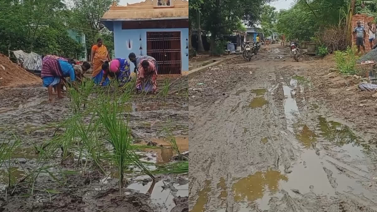 muddy-road-planting-saplings-protest-on-the-road-for-repair