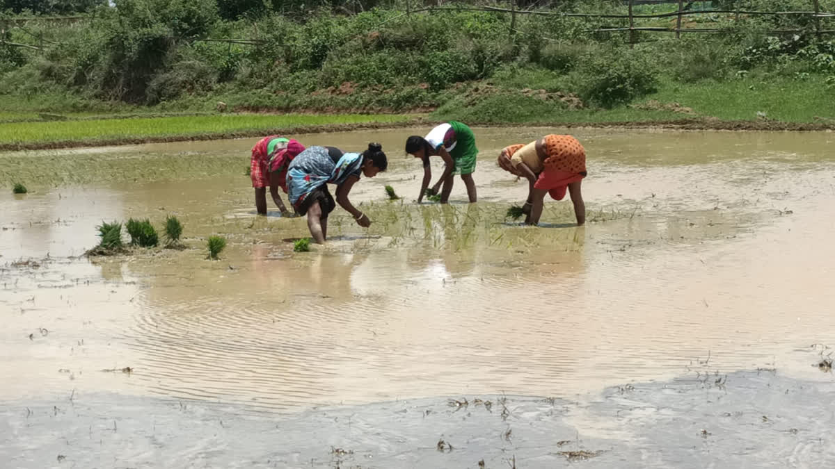 Less rain than normal in Giridih chances of drought