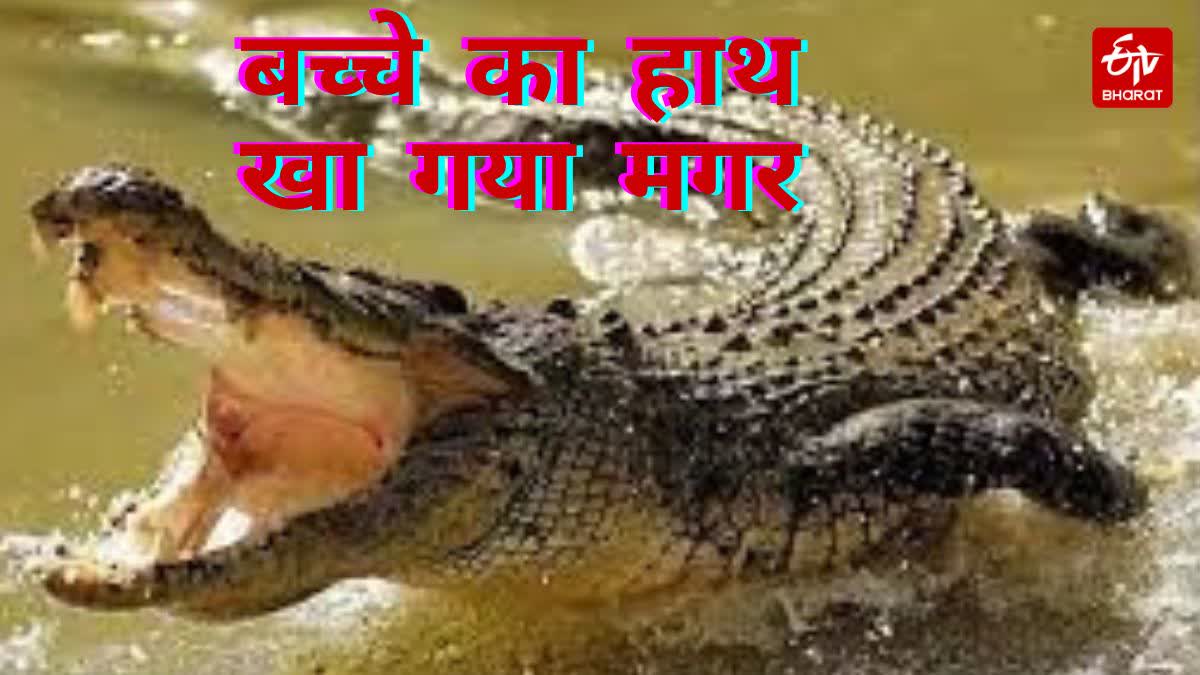 crocodile ate child hand
