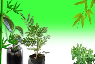 Plants for Vastu News