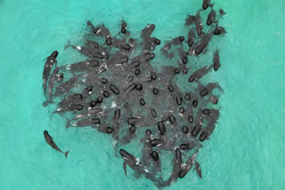 Nearly 100 pilot whales strand themselves on an Australian beach. Half have died despite efforts