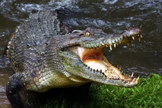 Crocodile resting on road