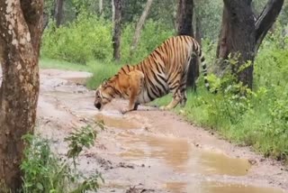 Chamarajanagar tiger viral video