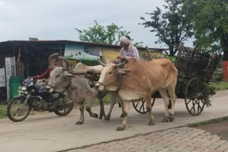 بیل گاڑی سے لاش کوپوسٹ مارٹم کیلئےاسپتال پہنچایا گیا