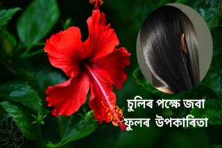 Hibiscus For Hair Growth