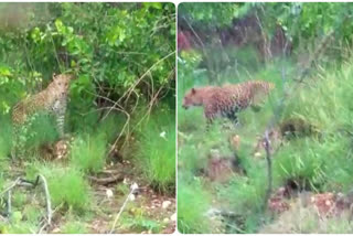 Leopard Wandering In Kalyandurgam