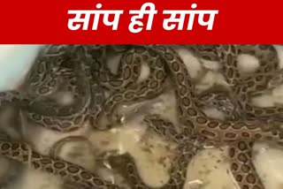 rustle viper snakes in Pakur