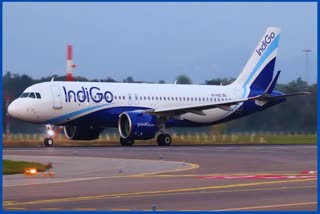 Indigo News