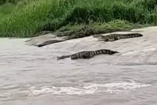 Crocodiles in Narayanpet