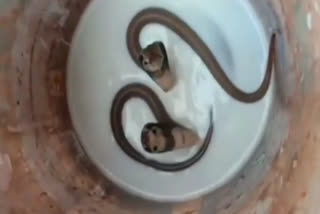 15 cobra snakes came out of the house in Sitamarhi